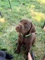 SweetGirl , a female Labrador Retriever for sale in Wilton, CA – 3 of 8