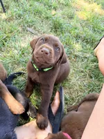 SweetGirl , a female Labrador Retriever for sale in Wilton, CA – 8 of 8
