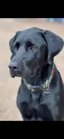 SweetGirl , a female Labrador Retriever for sale in Wilton, CA – 4 of 8