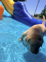Moose, a male Labrador Retriever for sale in Wilton, CA – 4 of 10