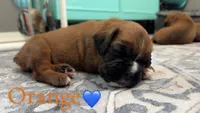 Orange, a male Boxer for sale in Austin, MN – 2 of 4