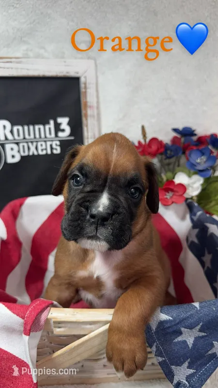 Orange – Boxer puppy for sale in Austin, MN