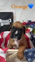 Orange, a male Boxer for sale in Austin, MN – 1 of 4