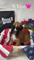 White, a female Boxer for sale in Austin, MN – 1 of 3