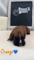 Orange, a male Boxer for sale in Austin, MN – 3 of 4