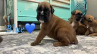 Blue, a male Boxer for sale in Austin, MN – 2 of 5