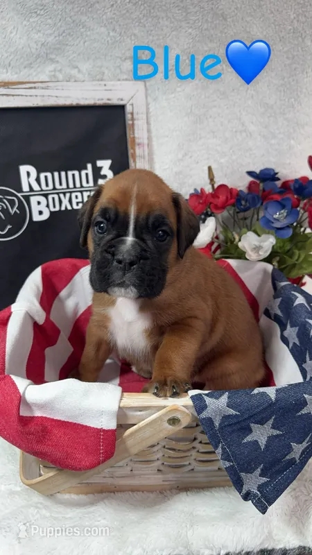 Blue – Boxer puppy for sale in Austin, MN