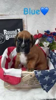 Blue, a male Boxer for sale in Austin, MN – 1 of 5