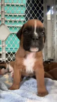 Blue, a male Boxer for sale in Austin, MN – 3 of 5