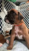 Orange, a male Boxer for sale in Austin, MN – 4 of 4