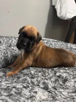 Blue, a male Boxer for sale in Austin, MN – 5 of 5