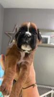 White, a female Boxer for sale in Austin, MN – 2 of 3