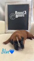 Blue, a male Boxer for sale in Austin, MN – 4 of 5