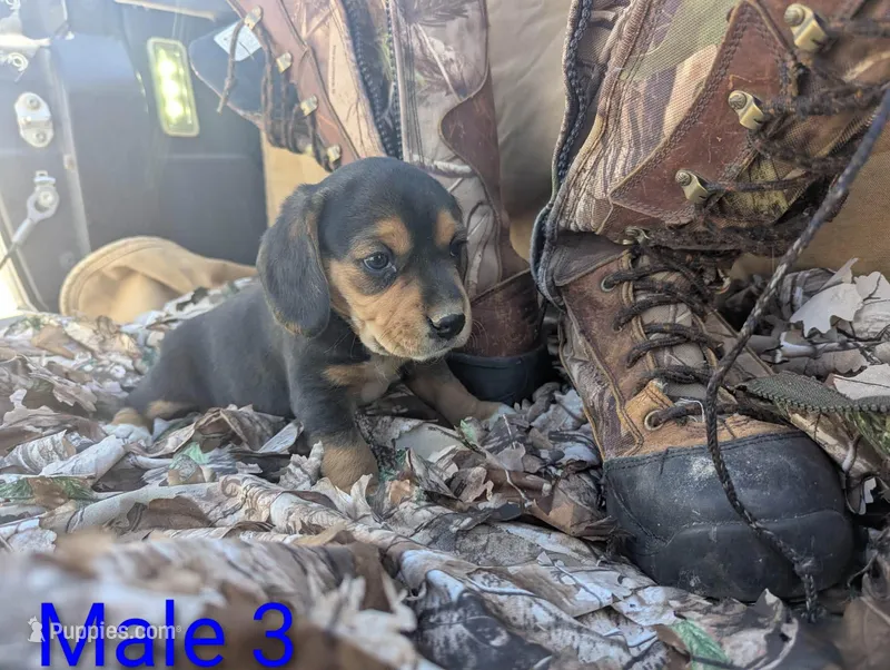 Male 3 – Beagle puppy for sale in Tucson, AZ