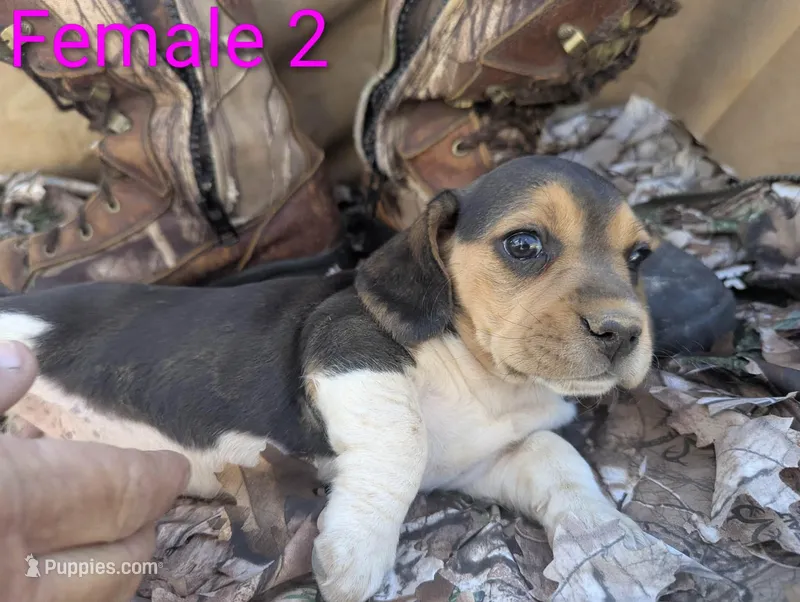 Female 2 – Beagle puppy for sale in Tucson, AZ