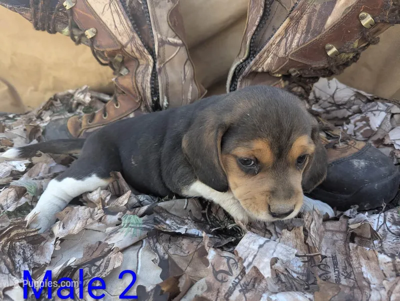 Male 2 – Beagle puppy for sale in Tucson, AZ