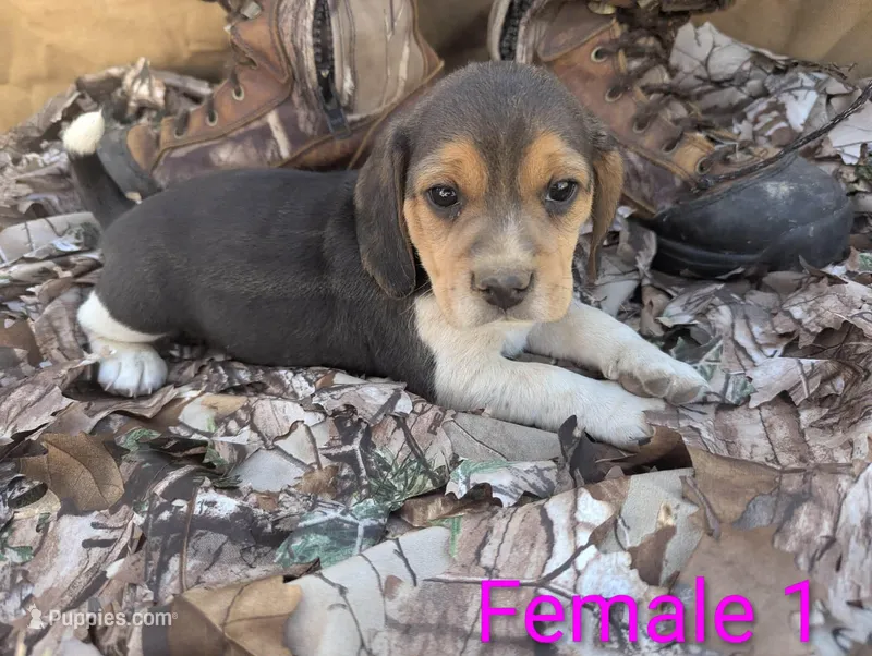 Female 1 – Beagle puppy for sale in Tucson, AZ