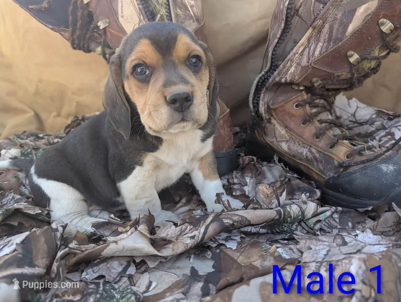 Male 1 – Beagle puppy for sale in Tucson, AZ