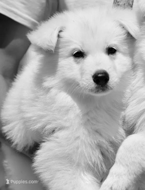 long coat white – White Shepherd puppy for sale in Abilene, TX