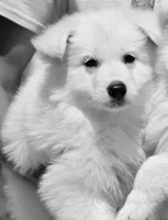 long coat white, a female White Shepherd for sale in Abilene, TX – 1 of 2