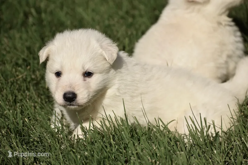 long coat white – White Shepherd puppy for sale in Abilene, TX