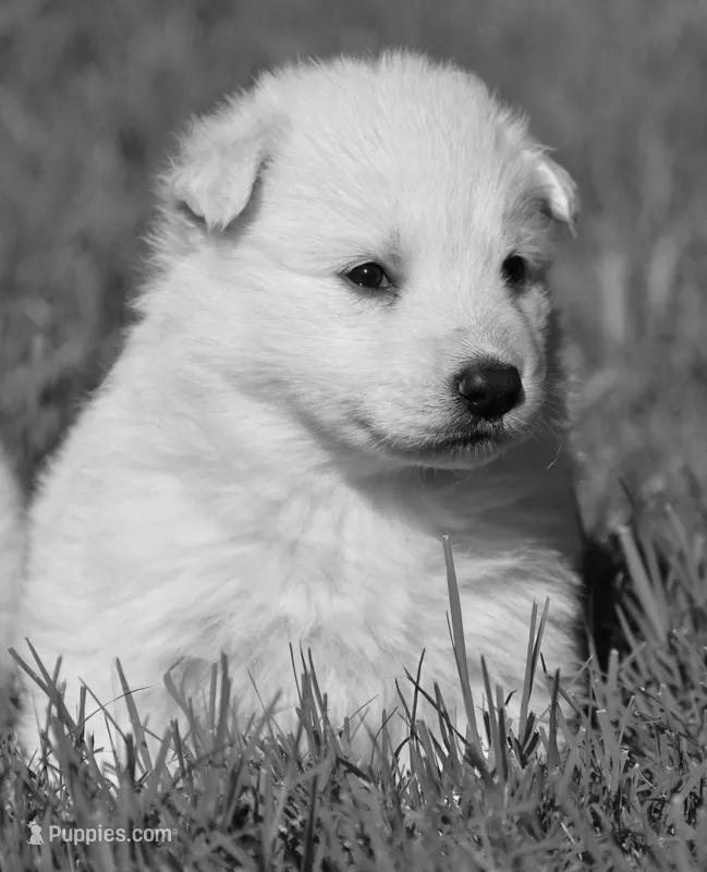 long coat white – German Shepherd Dog puppy for sale in Abilene, TX