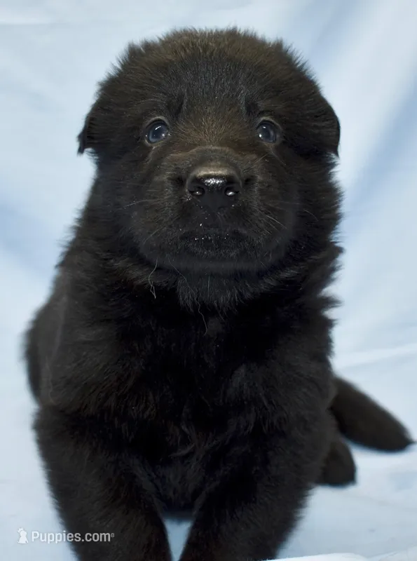 solid black/carries blue – German Shepherd Dog puppy for sale in Abilene, TX