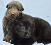solid black/carries blue, a male German Shepherd Dog for sale in Abilene, TX – 2 of 2