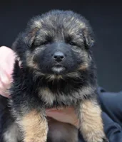 sold but we have others, a male German Shepherd Dog for sale in Abilene, TX – Photo 2 of 2