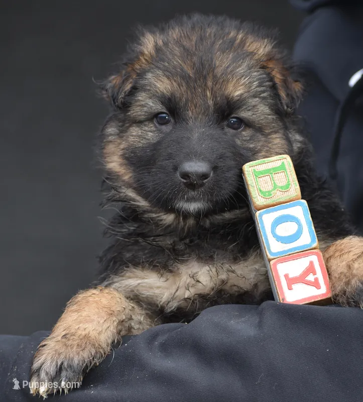 sold but we have others, a male German Shepherd Dog for sale in Abilene, TX – Photo 1 of 2