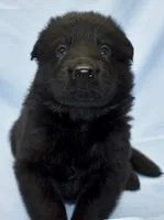 black long coat boy, a male German Shepherd Dog for sale in Abilene, TX – 1 of 1