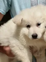 long coat white, a female White Shepherd for sale in Abilene, TX – 2 of 2