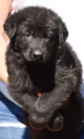 black carries blue, a male German Shepherd Dog for sale in Abilene, TX – 1 of 2