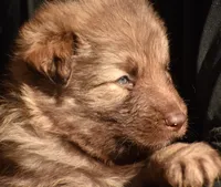 longcoat liver sable, a male German Shepherd Dog for sale in Abilene, TX – Photo 3 of 6