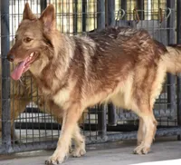 longcoat liver sable, a male German Shepherd Dog for sale in Abilene, TX – Photo 5 of 6