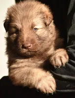 longcoat liver sable, a male German Shepherd Dog for sale in Abilene, TX – Photo 1 of 6