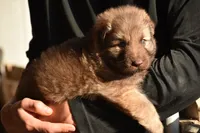 longcoat liver sable, a male German Shepherd Dog for sale in Abilene, TX – Photo 4 of 6