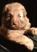 longcoat liver sable, a male German Shepherd Dog for sale in Abilene, TX – Photo 2 of 6