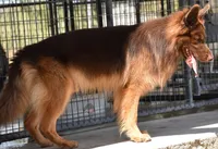 longcoat liver sable, a male German Shepherd Dog for sale in Abilene, TX – Photo 6 of 6