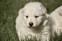 long coat white male, a male White Shepherd for sale in Abilene, TX – 2 of 3