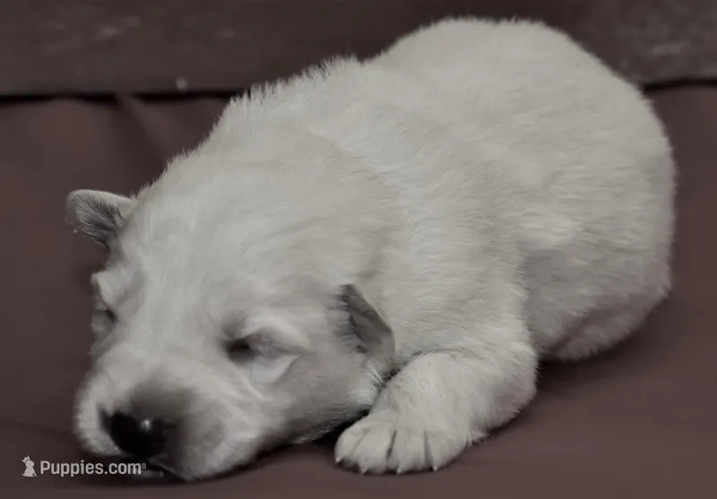 solid white long coat male – German Shepherd Dog puppy for sale in Abilene, TX