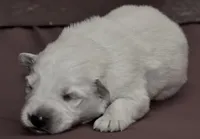 solid white long coat male, a male German Shepherd Dog for sale in Abilene, TX – 1 of 3