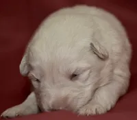 solid white long coat, a female German Shepherd Dog for sale in Abilene, TX – 3 of 3