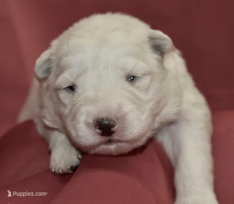 solid white long coat – German Shepherd Dog puppy for sale in Abilene, TX