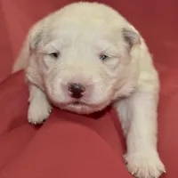 solid white long coat, a female German Shepherd Dog for sale in Abilene, TX – 2 of 3