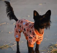 adult female bred & mate, a female Chinese Crested for sale in Abilene, TX – Photo 2 of 2