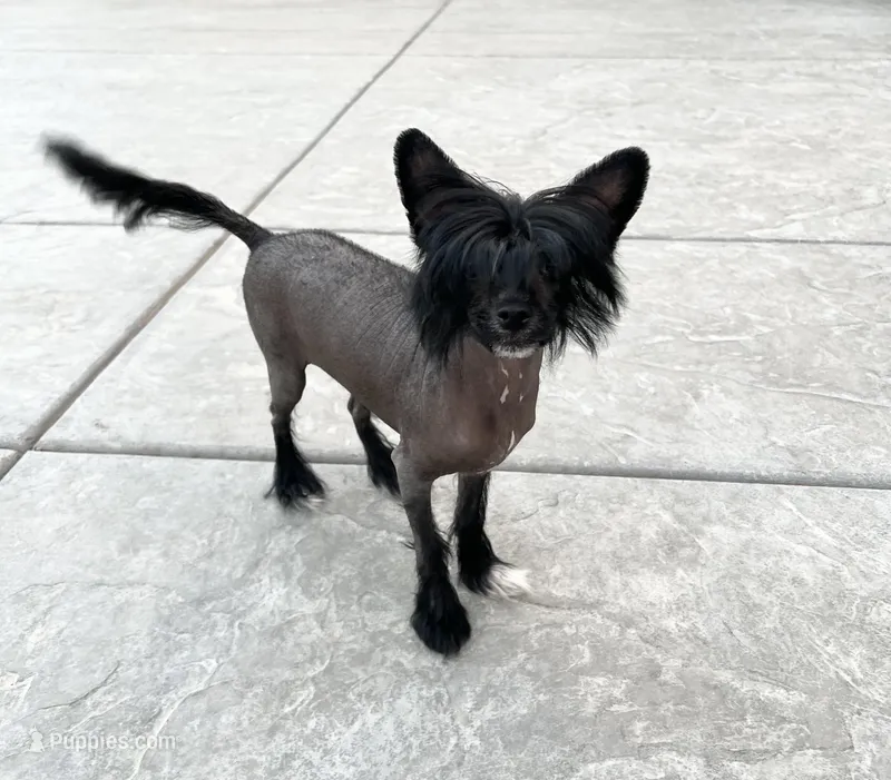 adult female bred & mate