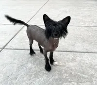 adult female bred & mate, a female Chinese Crested for sale in Abilene, TX – Photo 1 of 2