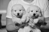 long coat white, a male German Shepherd Dog for sale in Abilene, TX – 4 of 4