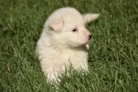 long coat white female, a female German Shepherd Dog for sale in Abilene, TX – 4 of 4